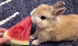西瓜视频兔子吃瓜