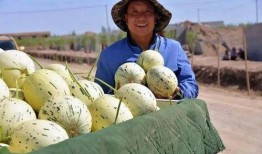 瓜州县发生的吃瓜事件视频,一场引发热议的网络狂欢