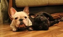 吃瓜小熊姐狗狗视频,吃瓜小熊姐与狗狗的欢乐互动瞬间