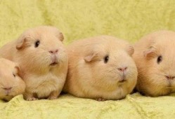 豚鼠可以吃冰哈密瓜吗视频,美味还是禁忌？