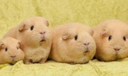 豚鼠可以吃冰哈密瓜吗视频,美味还是禁忌？