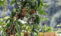 八月瓜吃货视频大全集下载,美味瞬间，一网打尽