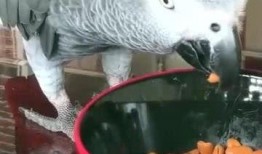 鹦鹉吃瓜会吃死吗视频播放,鹦鹉吃瓜致命真相揭秘