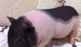 宠物猪吃哈密瓜视频教程,宠物猪如何享用美味哈密瓜