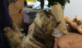 猫咪可以吃瓠瓜吗视频,瓠瓜的食用指南