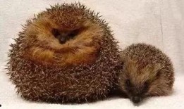 瓜哥吃瓜可爱动物视频