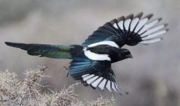 甘肃吃瓜喜鹊视频大全集