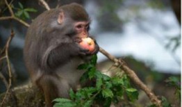 猴吃瓜背景视频高清,趣味横生的自然奇观