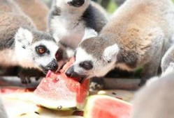 瓜哥吃瓜可爱动物视频