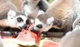 瓜哥吃瓜可爱动物视频