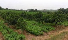 田地里的田瓜可以吃吗视频