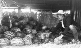 隆林吃瓜群众事件视频,一场网络舆论的风暴与反思