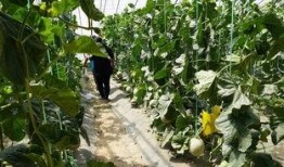 亭子视频吃瓜,揭秘吃瓜群众的欢乐盛宴