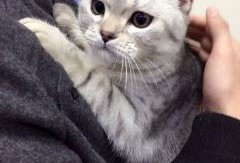 狗头吃瓜素材视频大全高清,高清素材视频大盘点