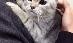 狗头吃瓜素材视频大全高清,高清素材视频大盘点