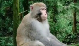 美猴王跑路吃瓜视频,揭秘网络热传视频背后的真相