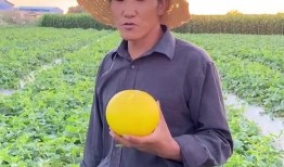 吃黄河蜜瓜视频,甘甜滋味，尽在这一口