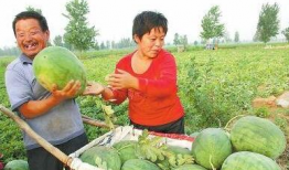 广西大新县吃瓜事件视频,一场引发热议的街头冲突