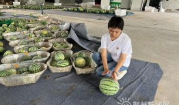 湖北荆州吃瓜事件视频,一场网络热议的街头冲突瞬间