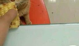 猫咪可以吃瓠瓜吗视频,瓠瓜的食用指南