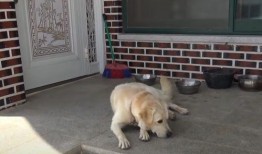 狗妞赵爷爷吃瓜视频,趣味横生的家庭欢乐时光