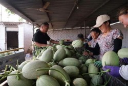 南山和山南吃瓜视频,一场吃瓜视频引发的美食盛宴