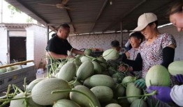 南山和山南吃瓜视频,一场吃瓜视频引发的美食盛宴