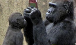 超级吃瓜大猩猩视频下载,揭秘热门视频背后的下载攻略