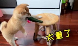 带你吃瓜凶狗视频,惊险一幕！带你直击“带你吃瓜凶狗”视频现场