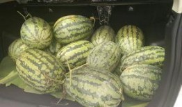 搬凳子吃瓜的视频,揭秘网络“吃瓜”文化新现象