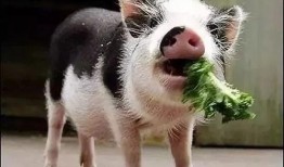 吃瓜小猪特效怎么做的视频,跟随视频学习特效制作技巧