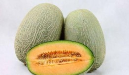 新疆姑娘吃哈密瓜的视频,现场品尝哈密瓜的甜蜜滋味