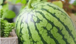 东城吃瓜原视频,揭秘幕后真相，带你走进事件核心