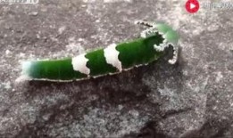 吃瓜动物视频大全下载,视频大全下载攻略