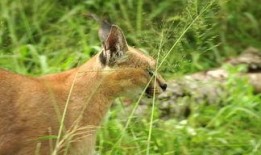 吃瓜动物视频下载安装最新,轻松获取最新娱乐内容攻略