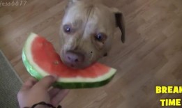 带你吃瓜凶狗视频,惊险一幕！带你直击“带你吃瓜凶狗”视频现场