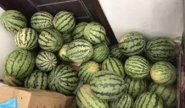 吃瓜群刷视频吃瓜的人,见证时代变迁的“瓜农”生活