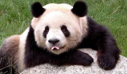 大熊猫吃老瓜视频大全下载