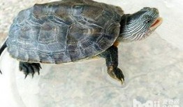 花龟可以吃金蜜瓜吗视频,揭秘金蜜瓜的美食之旅