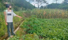 广西大新县吃瓜事件视频,一场引发热议的街头冲突