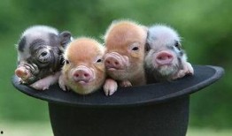 宠物猪吃哈密瓜视频教程,宠物猪如何享用美味哈密瓜