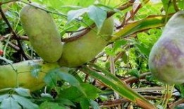 吃八月瓜的视频大全播放,视频大全播放盛宴