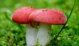 野生菌吃瓜视频大全下载