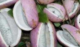 吃八月瓜水果视频,视频带你领略热带水果的独特魅力