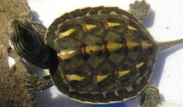 花龟可以吃金蜜瓜吗视频,揭秘金蜜瓜的美食之旅