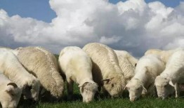 三只羊吃瓜外网视频,萌态可掬引网友热议