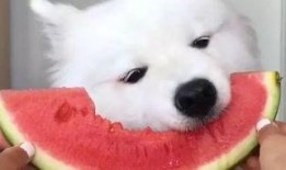 最可怜的吃瓜群众视频,幕后真相曝光