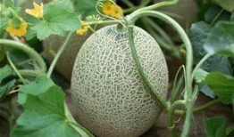 河北人吃哈密瓜好吗视频