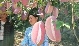 吃八月瓜水果视频,视频带你领略热带水果的独特魅力