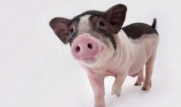 吃瓜小猪特效怎么做的视频,跟随视频学习特效制作技巧